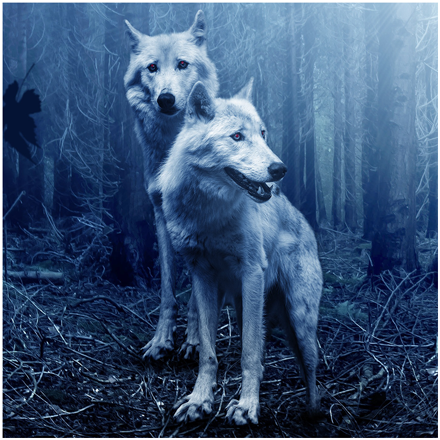 KHELSON-WOLFE's Avatar