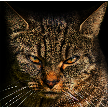 MrCat571's Avatar