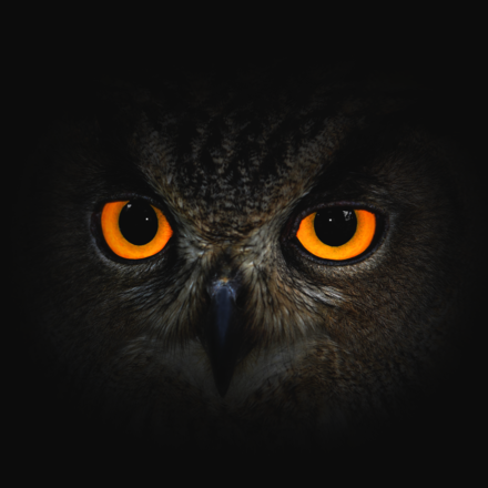 itz_Owl_61's Avatar