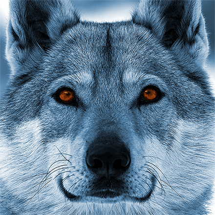 novawolf646's Avatar